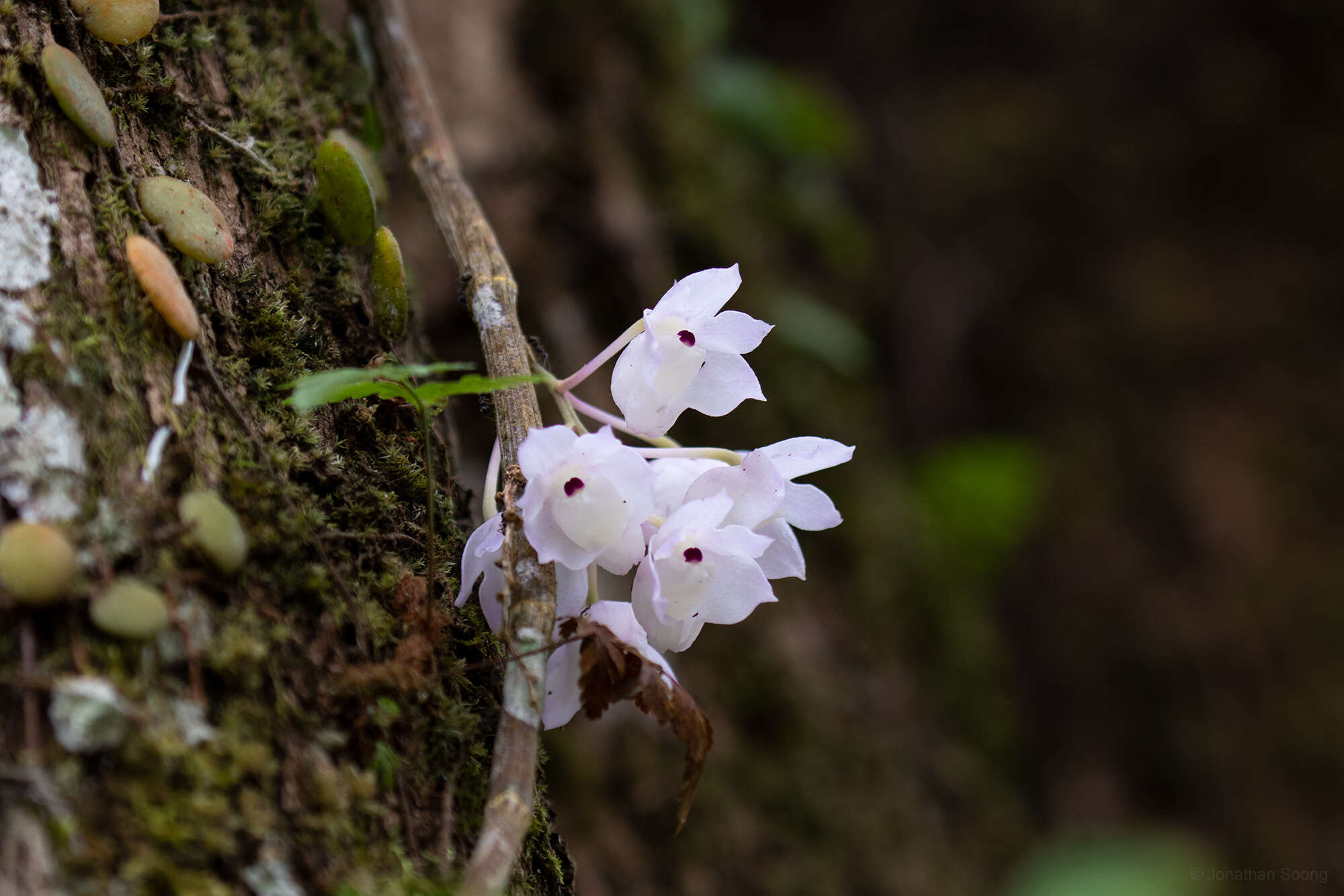 Image of Dendrobium linguella Rchb. fil.
