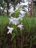 Image of Satyrium kitimboense Kraenzl.