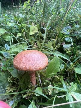 Image of Suillus tridentinus (Bres.) Singer 1945