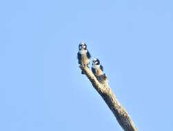 Image of Bornean Falconet