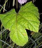 Image of Small Morning Glory