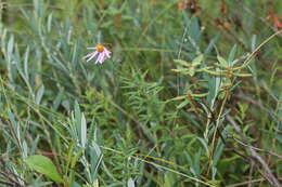 Image of bog aster