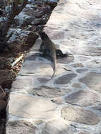 Image of Anegada Ground Iguana