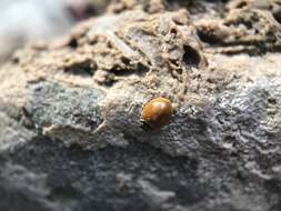 Image of Western Blood-Red Lady Beetle