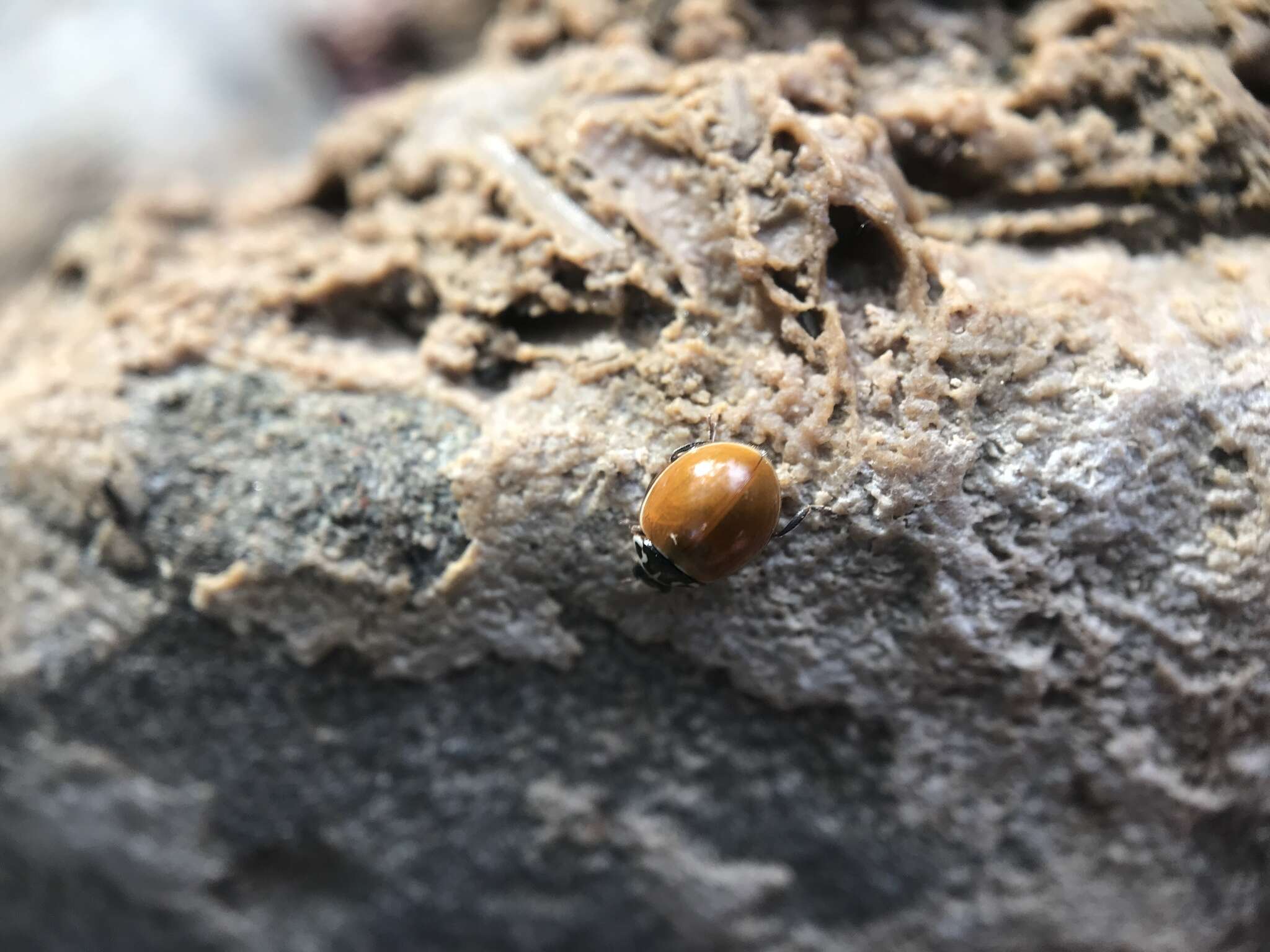 Image of Western Blood-Red Lady Beetle