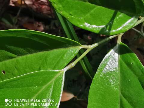 Image of Glycosmis chlorosperma (BI.) Spreng.