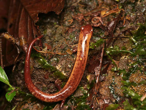 Plancia ëd Bolitoglossa medemi Brame & Wake 1972