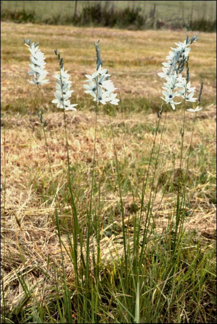 Image of Turquoise Ixia