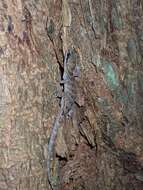 Image of Pacific Slender-toed Gecko