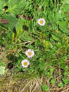 Image of alpine fleabane