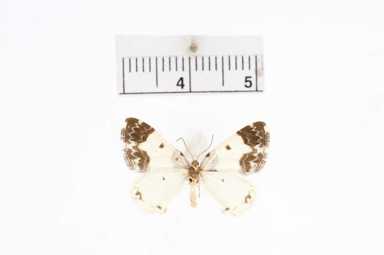 Image of <i>Mesoleuca gratulata</i> ssp. <i>latialbata</i> Barnes & McDunnough