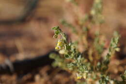 Image of Kickxia aegyptiaca (L.) Nábelek