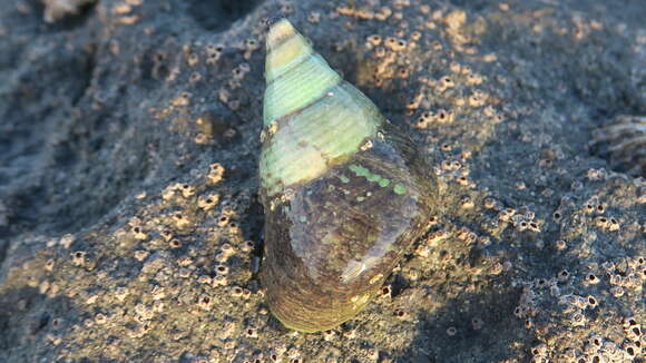 Image of opal jewel topsnail