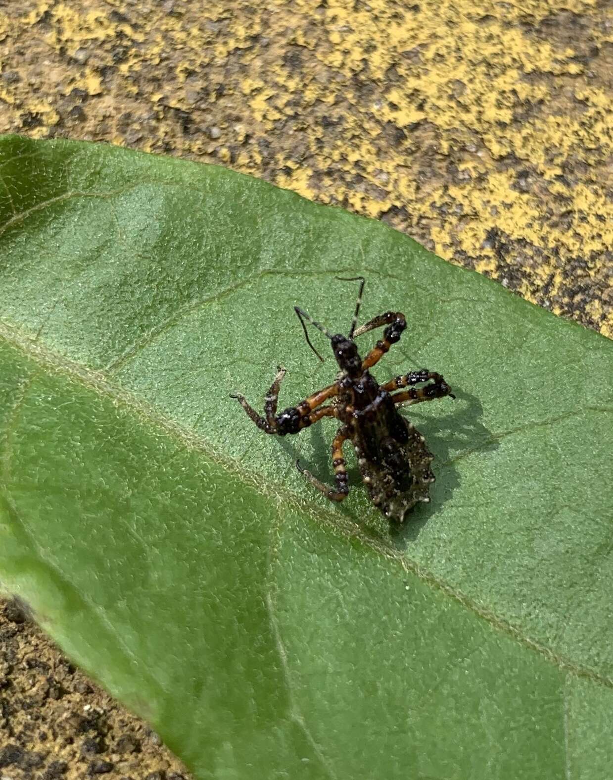 Imagem de Velinus nodipes (Uhler 1860)