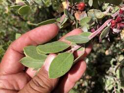 Слика од Arctostaphylos hookeri subsp. montana (Eastw.) P. V. Wells