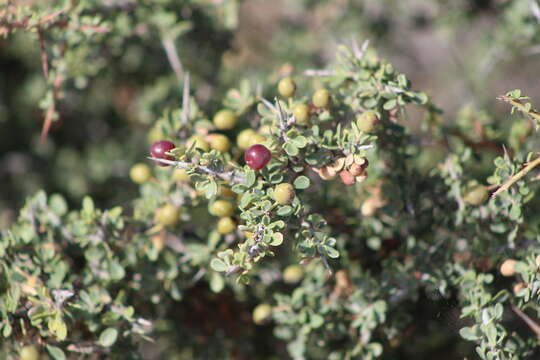 Слика од Schinus johnstonii F. A. Barkley