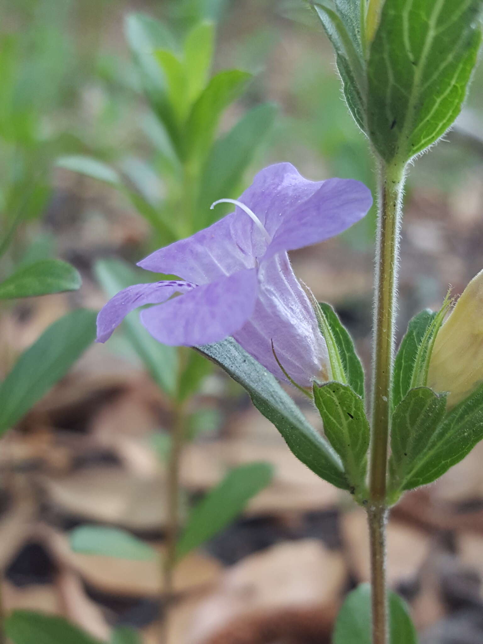 Image of oblongleaf snakeherb