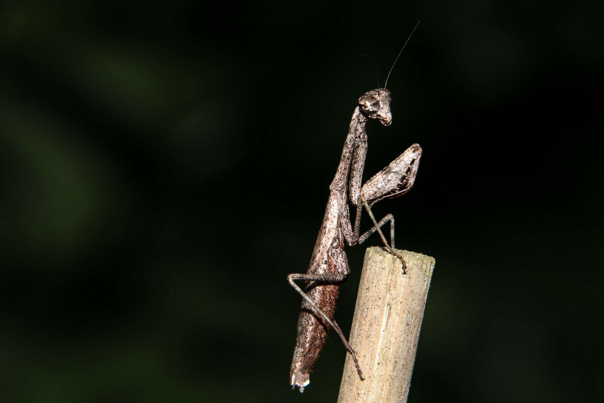 Слика од Callimantis antillarum Saussure 1859