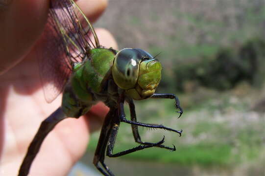 Image of Giant Darner