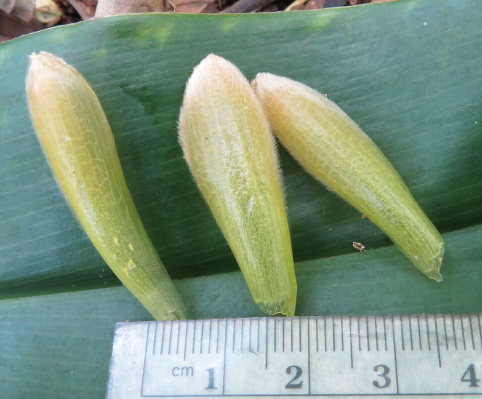 Image of Costus comosus var. bakeri (K. Schum.) Maas