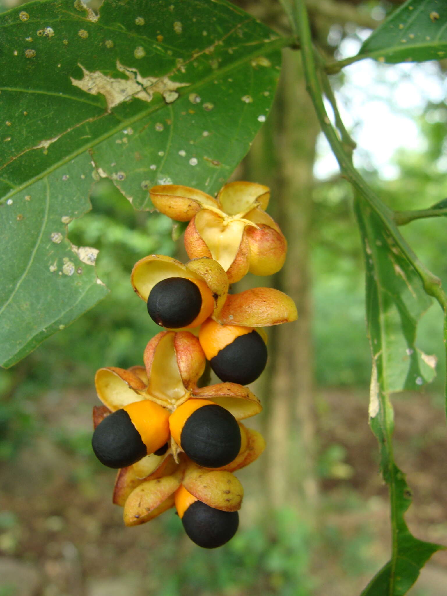 Image of Talisia macrophylla (C. Martius) Radlk.