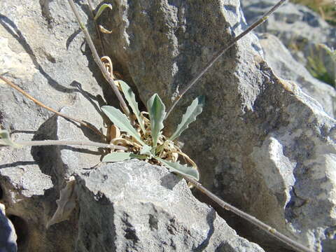 Image of Aurinia sinuata (L.) Griseb.