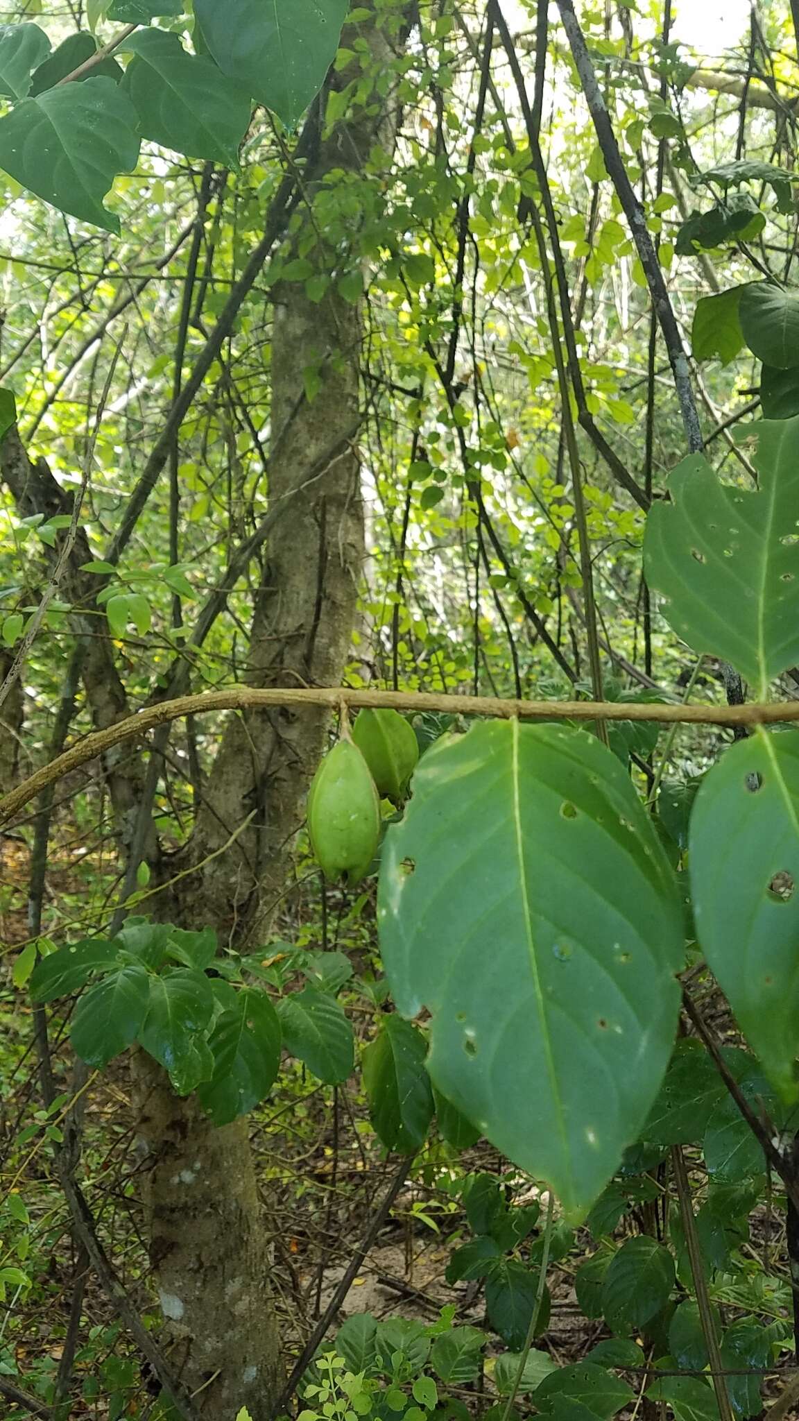 Sivun Cubanola domingensis (Britton) Aiello kuva