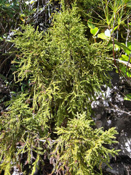 Image of Yellow Silver Pine