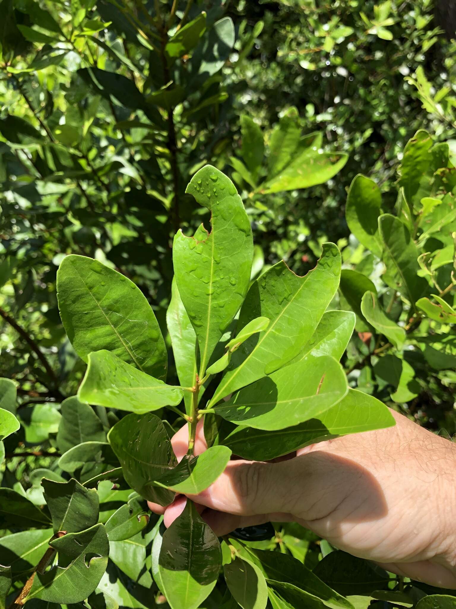 Image of Odorless Bayberry