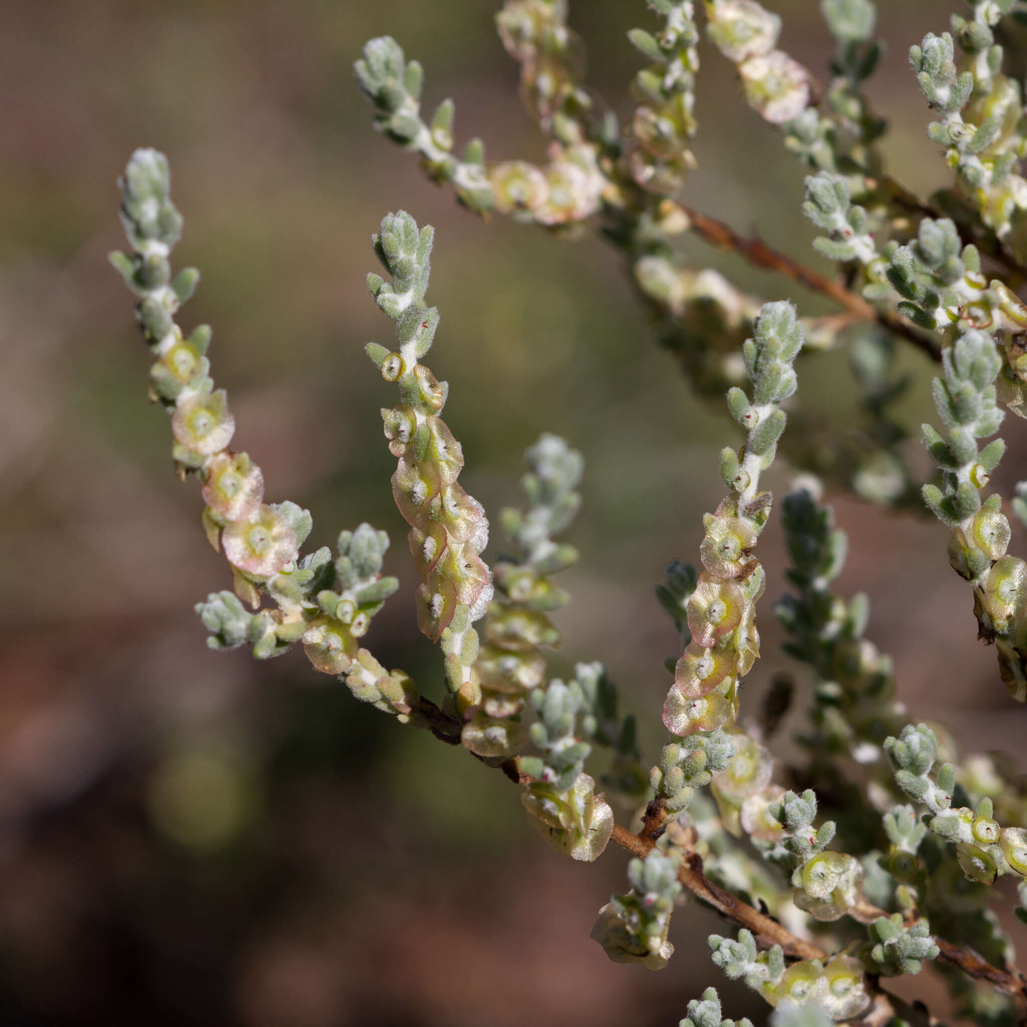 Image of Maireana radiata (P. G. Wilson) P. G. Wilson