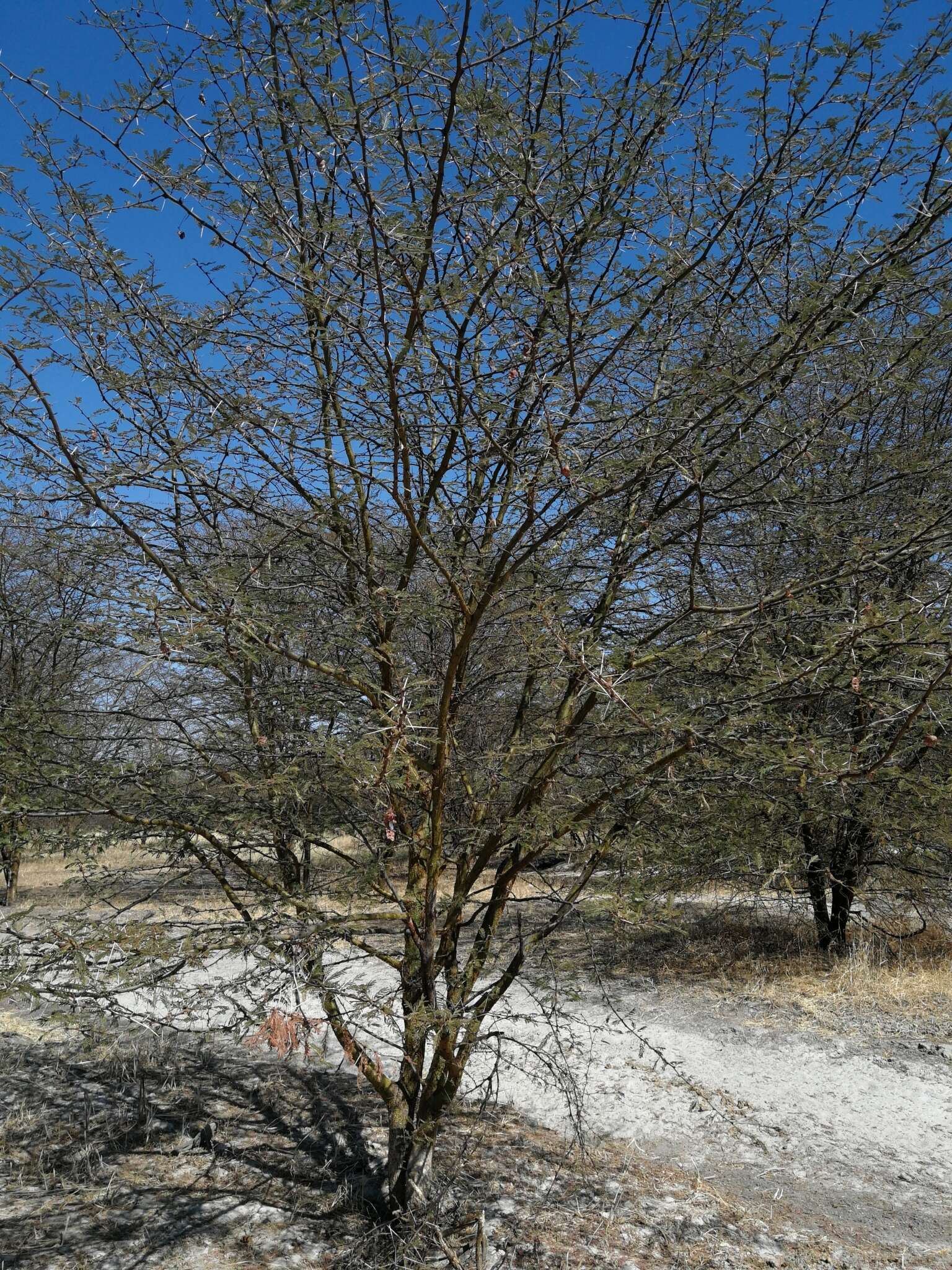 Imagem de Vachellia kirkii (Oliv.) Kyal. & Boatwr.