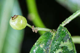 Sivun Phyllonoma ruscifolia Willd. ex Schult. kuva