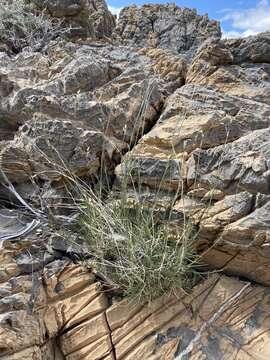 Image of Mojave Sandwort