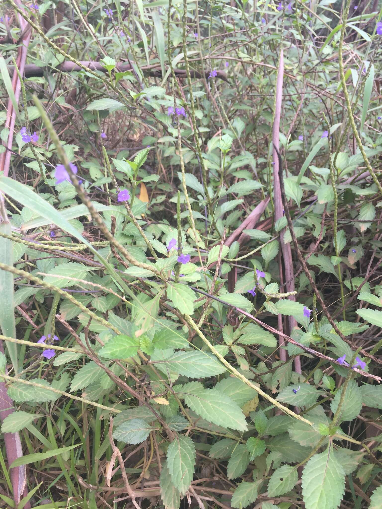 Plancia ëd Sacciolepis indica (L.) Chase