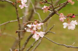 Plancia ëd Prunus yedoensis Matsum.