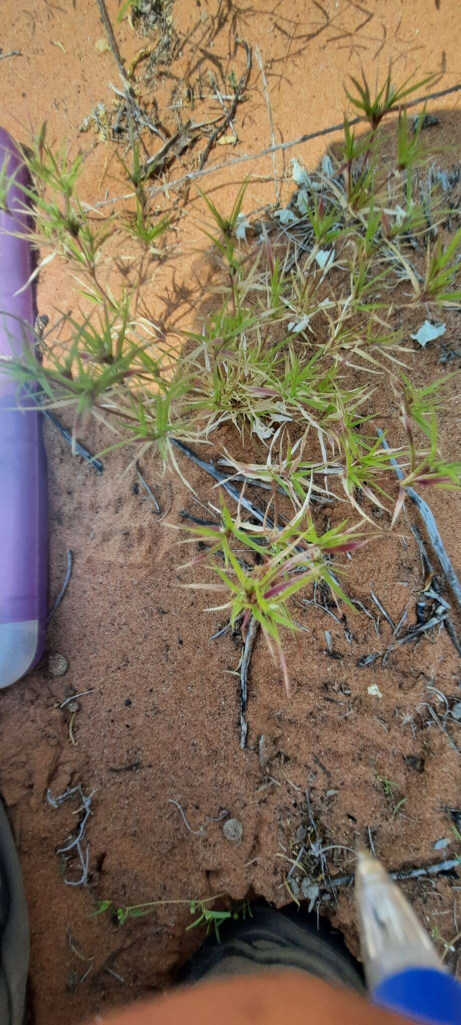 Image of false buffalograss