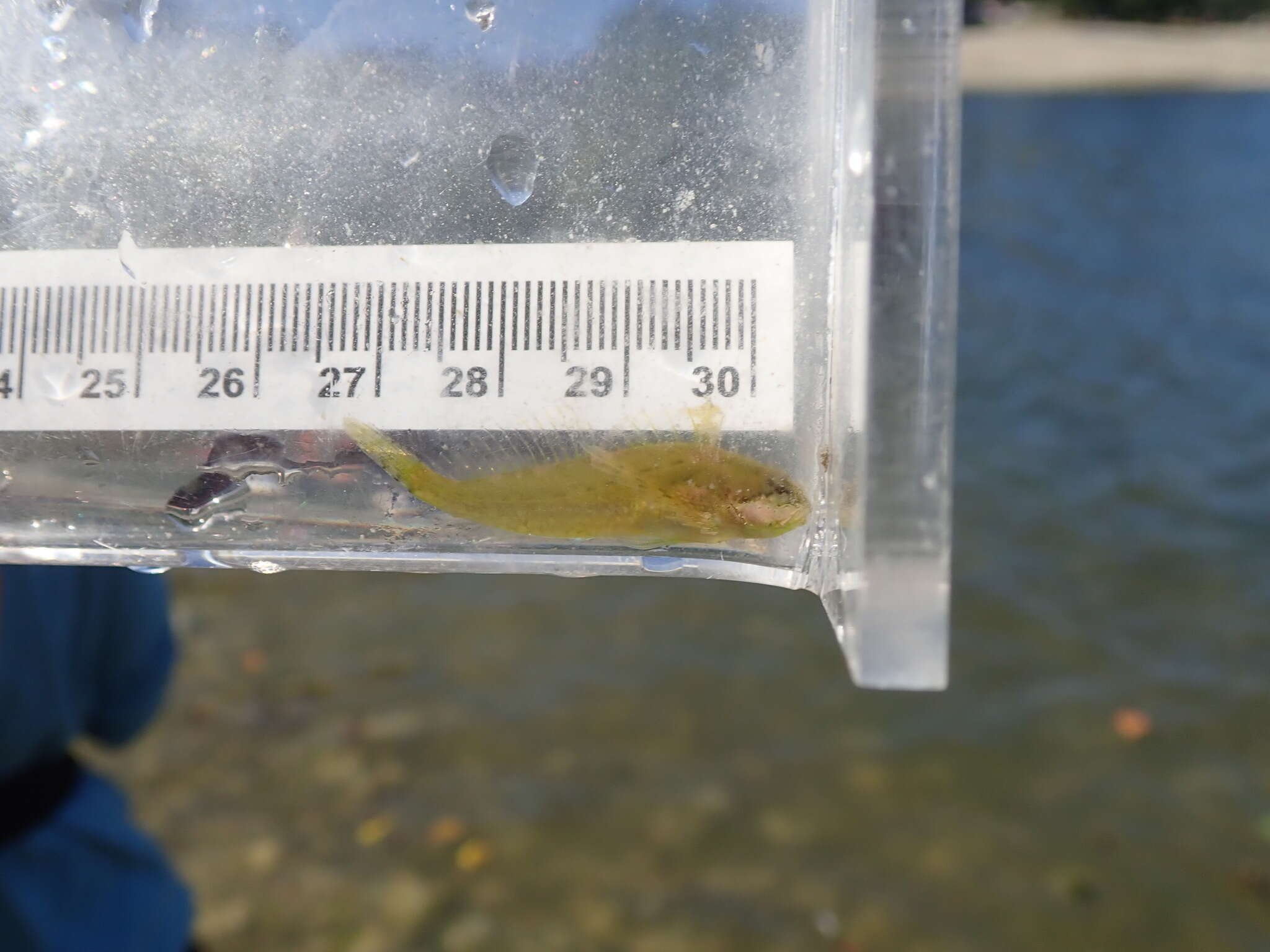 Image of Sharpnose sculpin