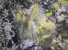 Image of Echinocereus occidentalis subsp. breckwoldtiorum