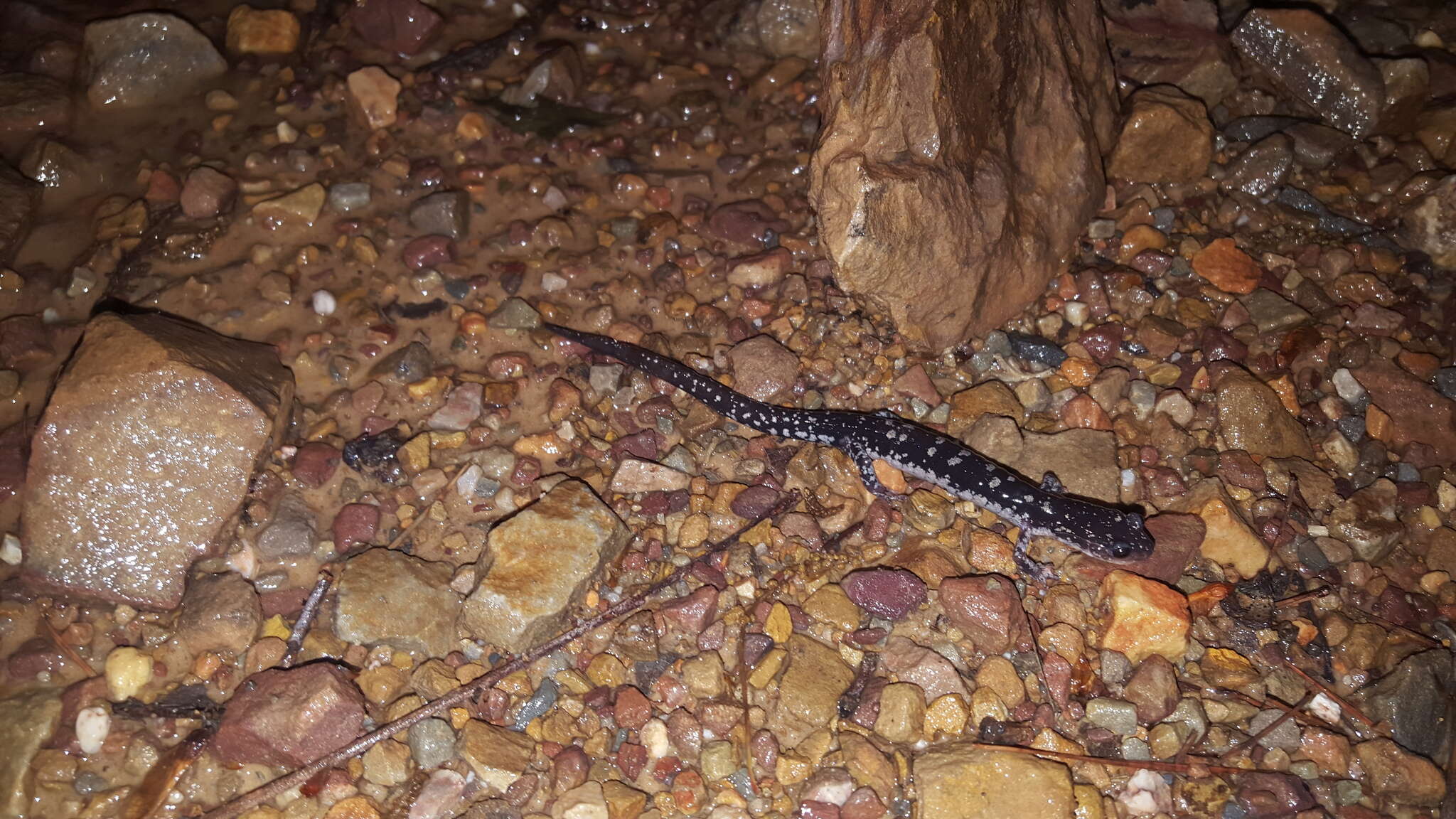 Plancia ëd Plethodon fourchensis Duncan & Highton 1979