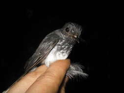 Image of Spotted Fantail