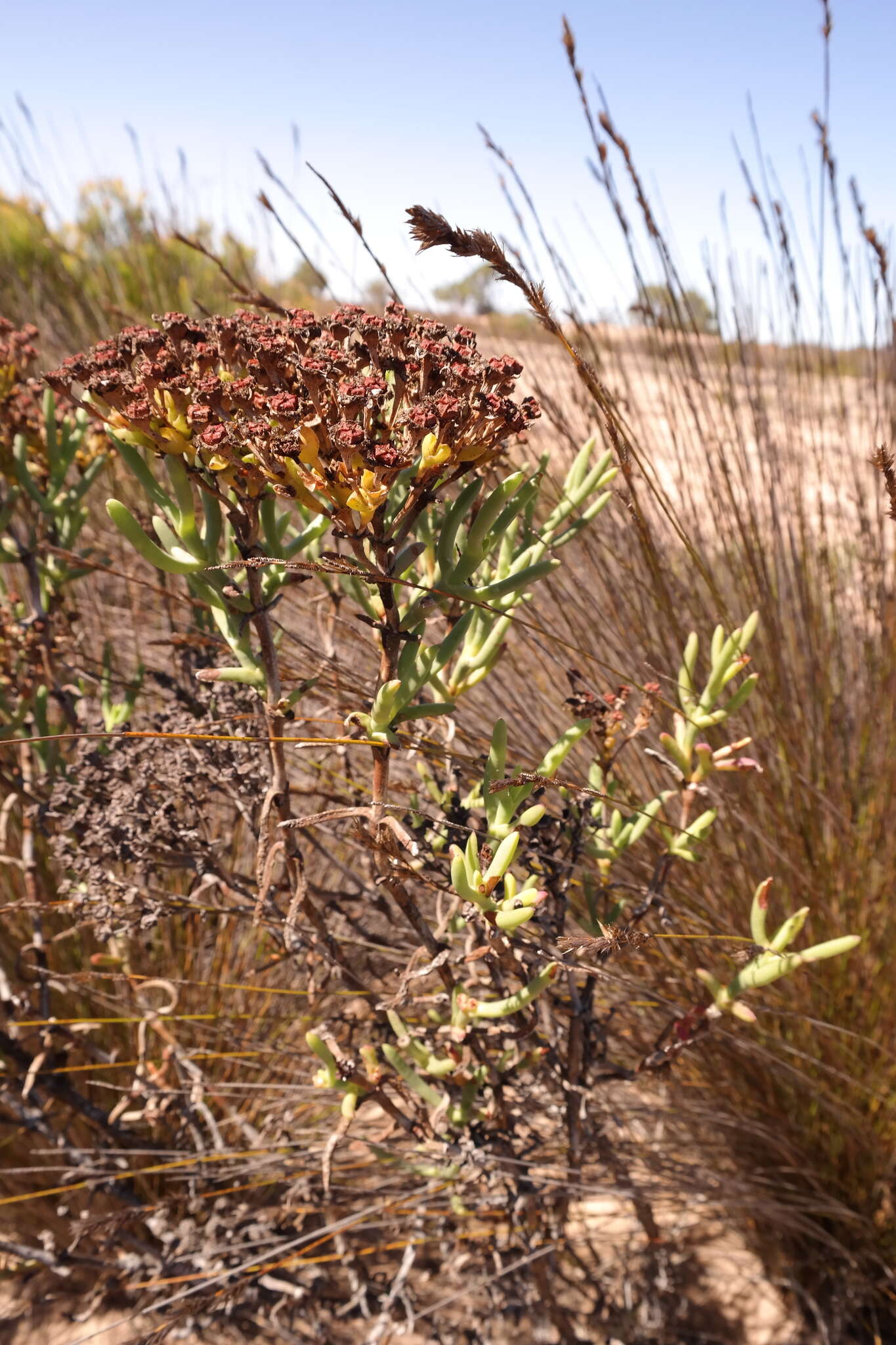 Imagem de Ruschia densiflora L. Bol.