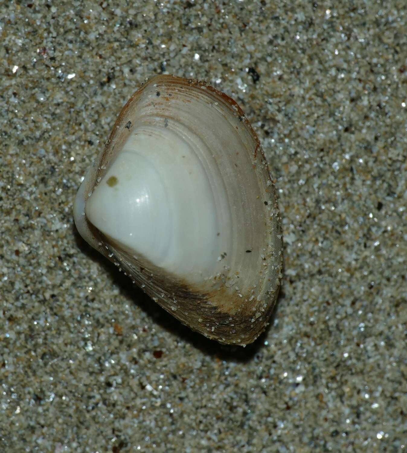 Image of cut surfclam