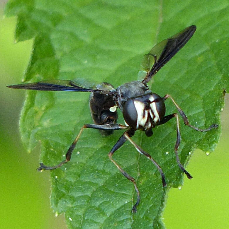 Image of Physocephala tibialis (Say 1829)