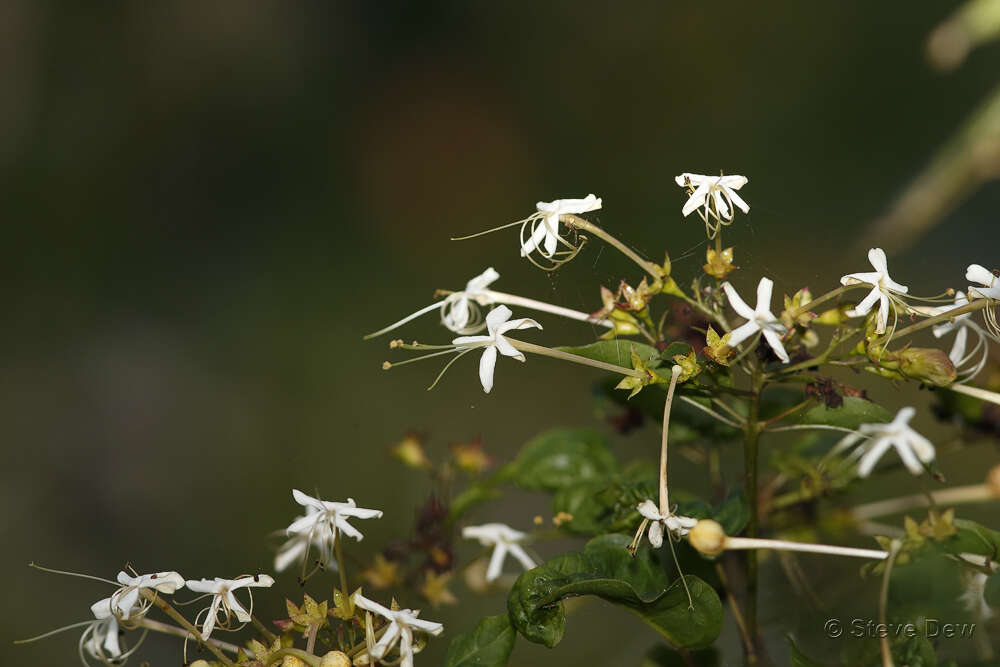 Imagem de Clerodendrum floribundum R. Br.