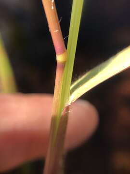 Image of fall panicgrass