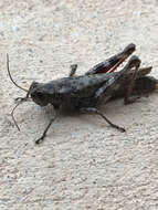 Image of Pine Tree Spur-throat Grasshopper