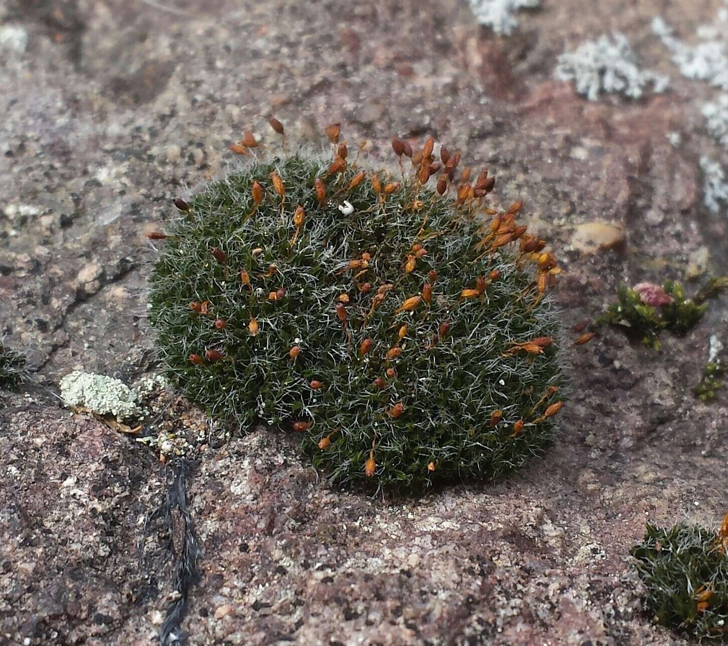 Image of oval dry rock moss