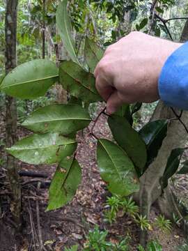 Image of Mischocarpus pyriformis (F. Müll.) Radlk.