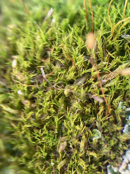 Image of distichium moss