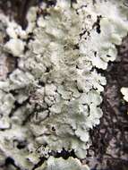 Image of Carolina canoparmelia lichen